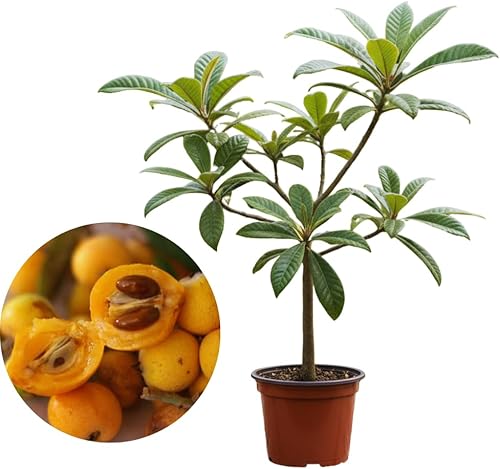 Planta viva de níspero, árbol de níspero vivo, de 10 a 13 pulgadas de altura, planta de níspero dorado vivo para jardinería, maceta de medio galón