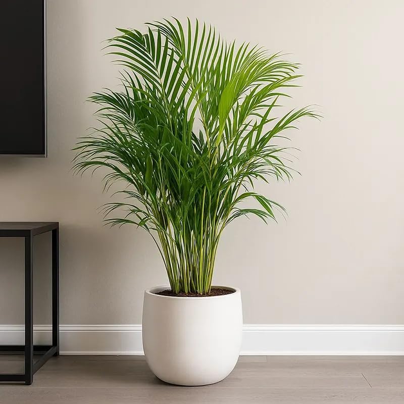 Image of Areca Palm Indoor Live Plant with Pot | Big Leaf Fast Growing Air Purifying Palm Plant | Tropical Decorative Indoor Houseplant for Home Office Living Room Bedroom Balcony Decor | Pack of 1