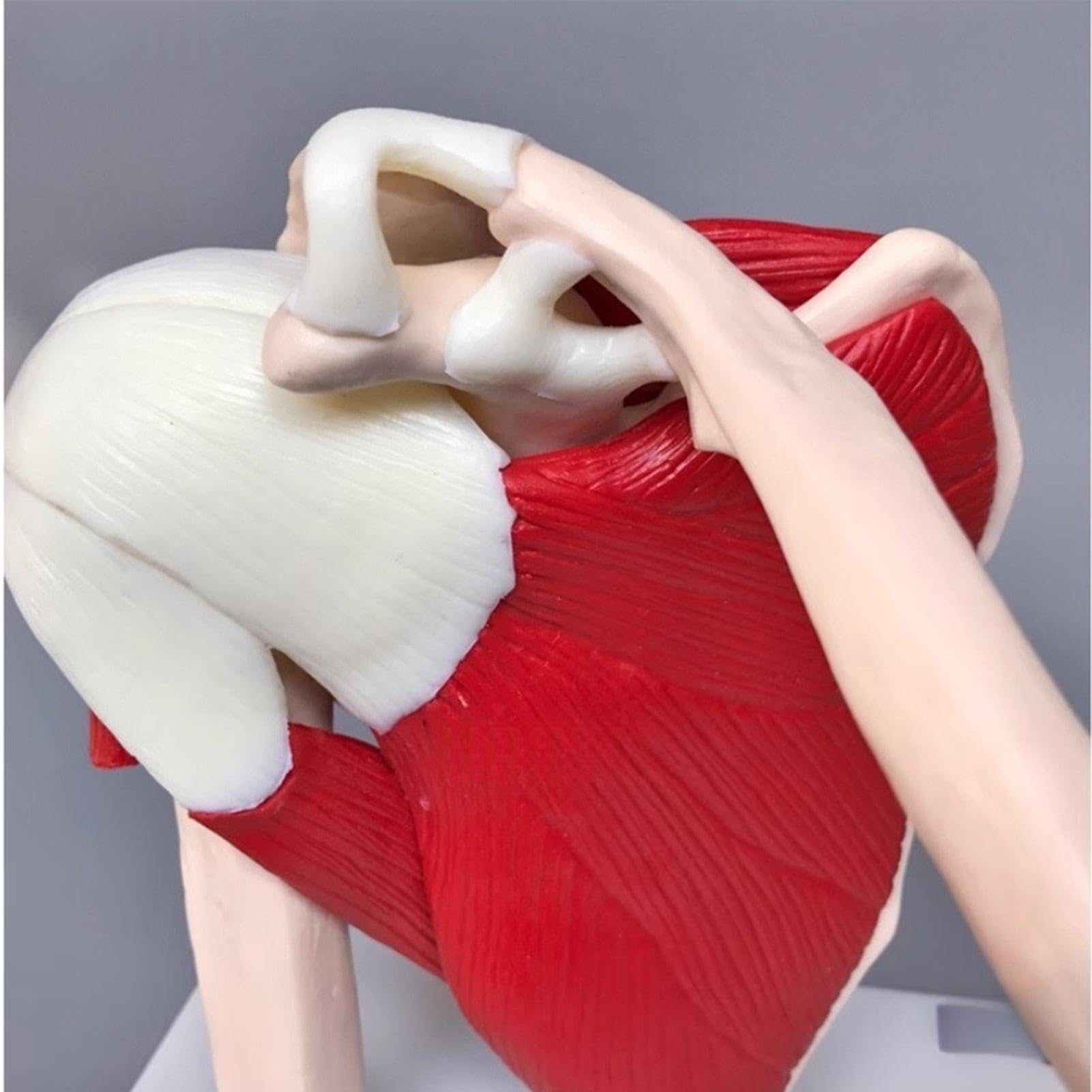 Anatomico Strumento di Educazione Anatomica | Anatomico Di Spalla E Cuffia Per Medico Uomini Donne Ragazzi Ragazze Giovani Adolescenti Figlio Figlia Famiglia