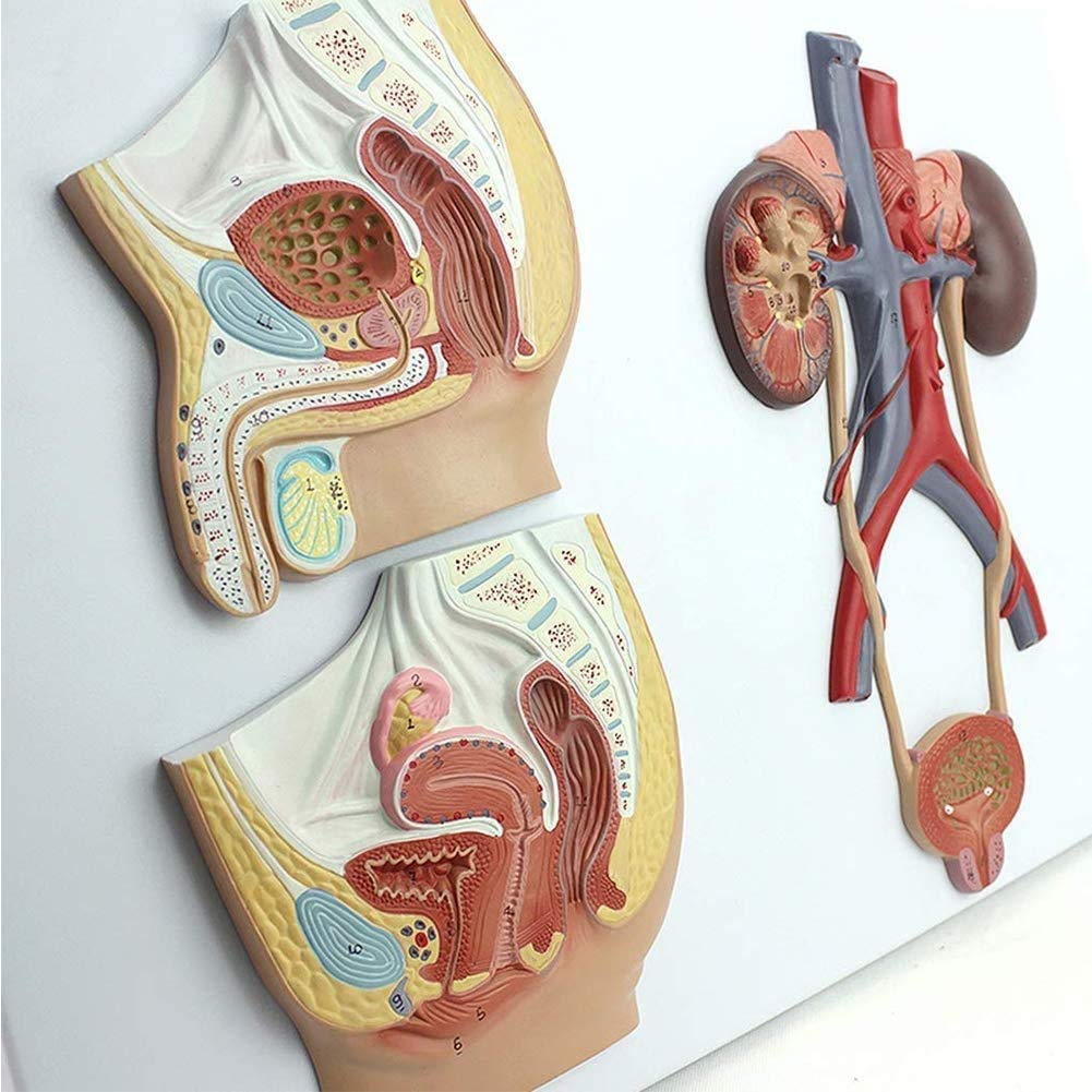 Modello di Anatomia Sistema Genitourinario Maschile E Femminile, Forniture di Laboratorio Medica Didattico