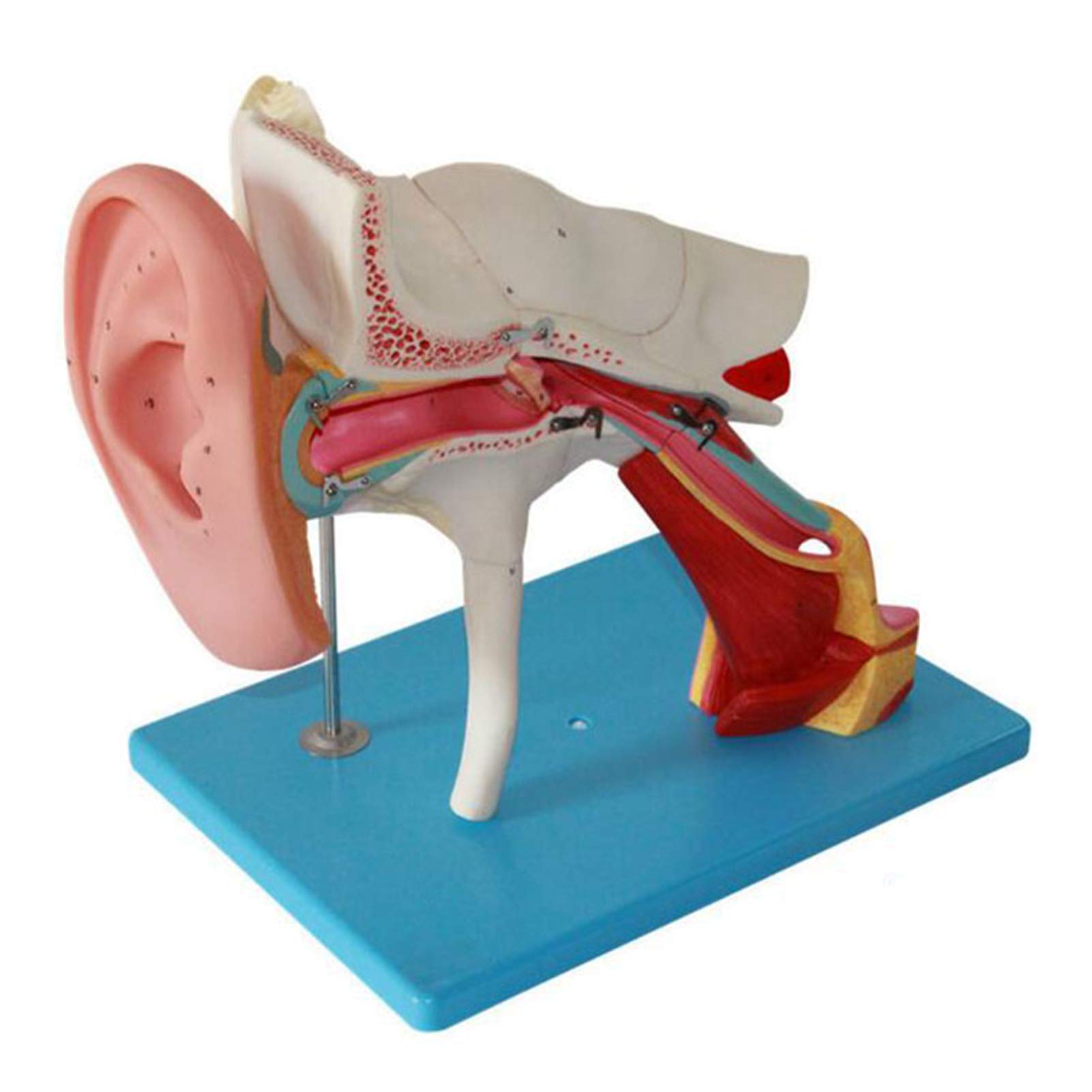 Buy JL Scientific Human Ear Anatomy Model, with Removable 4X Life Size ...