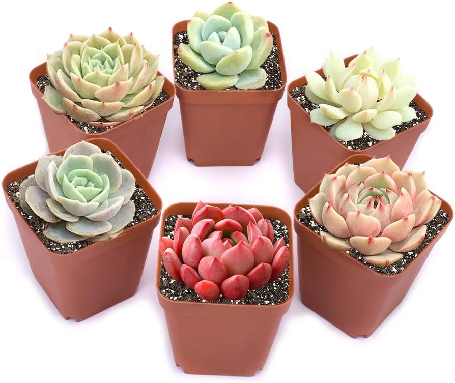 Succulent Plants Live 6 Pack of Assorted Rosettes Succulents Fully Rooted in 2'' Planter Pots with Soil, Hand Selected Variety Pack of Mini Live Succulents Cactus Indoor Outdoor Easy Care Plants