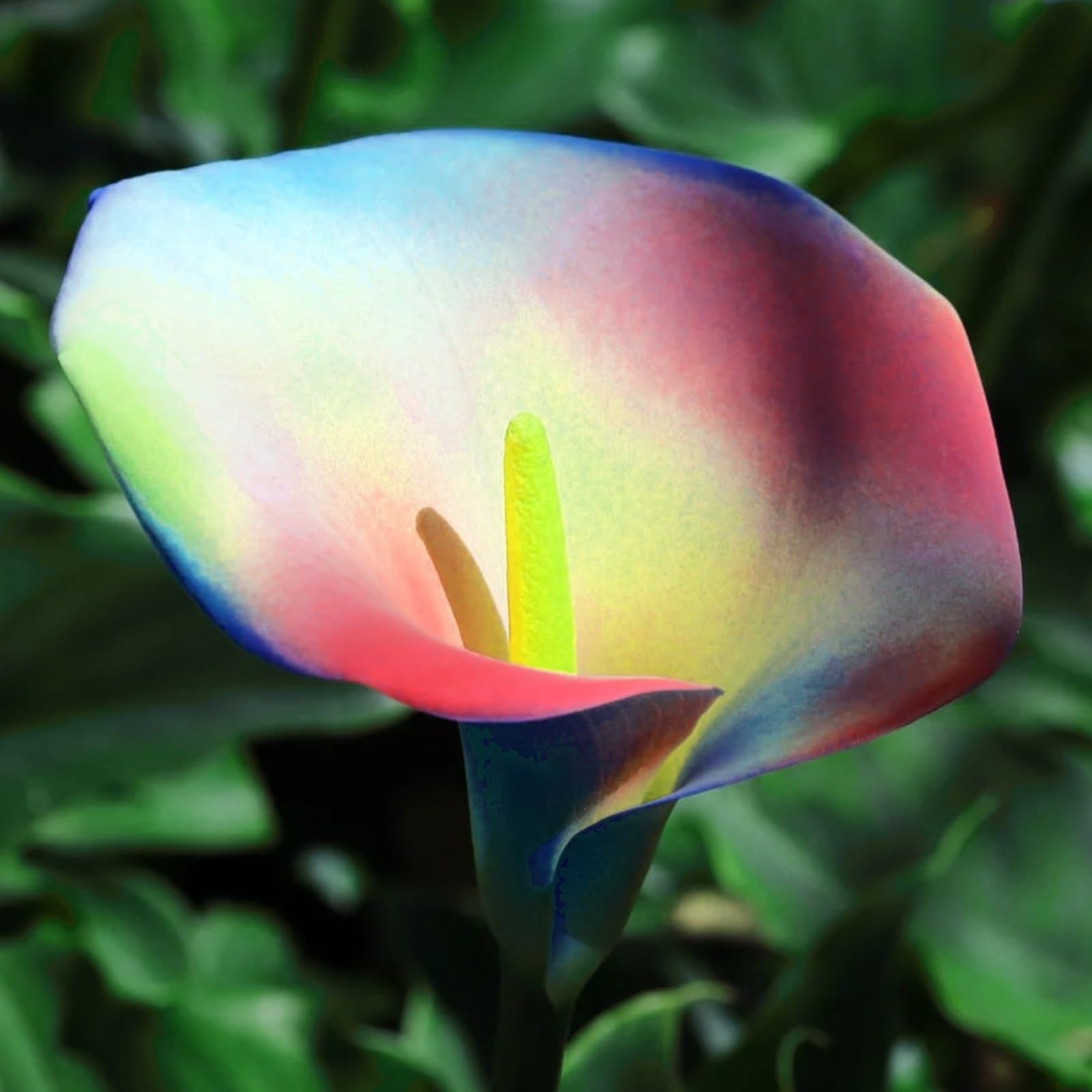 Calla Lily Bulbs Mix for Planting Now UK/Greening Flower/Good for Containers/Cut Flowers/Strong Plants That Grow Well/Natural Organic/Wedding Flowers.-5bulbs-E