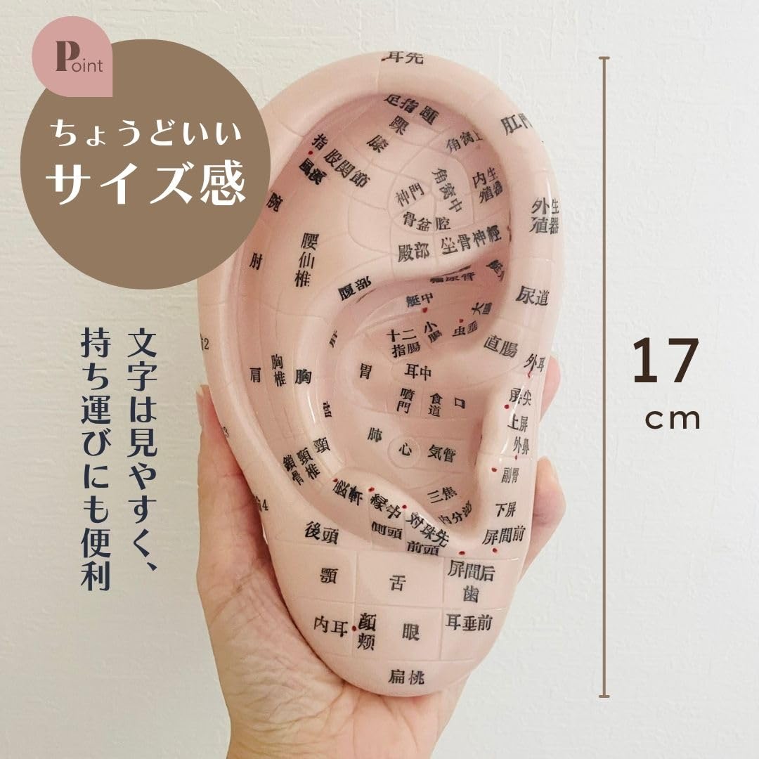 Amazon.co.jp: Beautear 耳つぼ模型 日本語版 17cm 耳模型 日本語表記