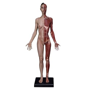 3dtotal Anatomy: female figure 美品 Pikseldused: 3dtotal's Female Figure is