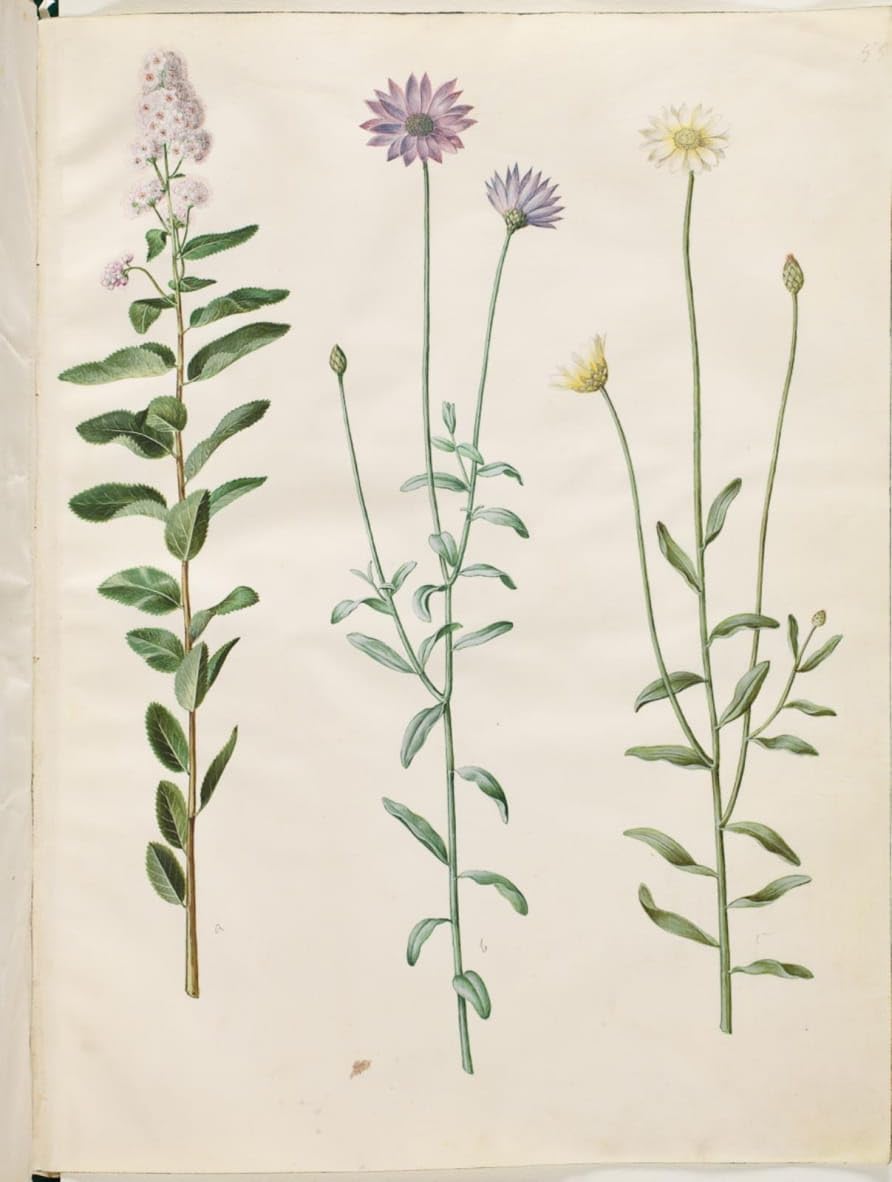 Cuadro sobre lienzo Spiraea Salicifolia decoraciones del hogar cuadro Hans Simon Holtzbecker 5
