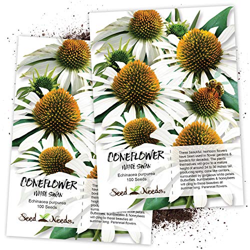 Seed Needs, White Swan Coneflower (Echinacea purpurea) Twin Pack of 100 Seeds Each