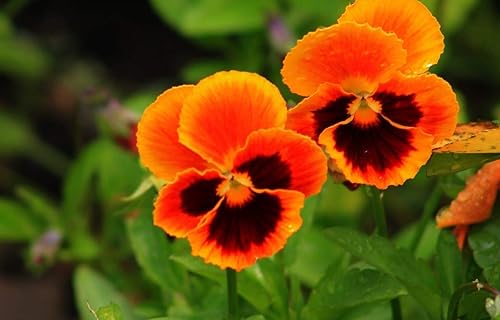 Flores de Viola Flame Red-Brown Seeds para plantar Semillas Bienales sin OMG 40 Semillas