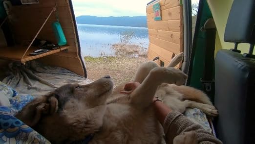 k9 explorer harness amazon