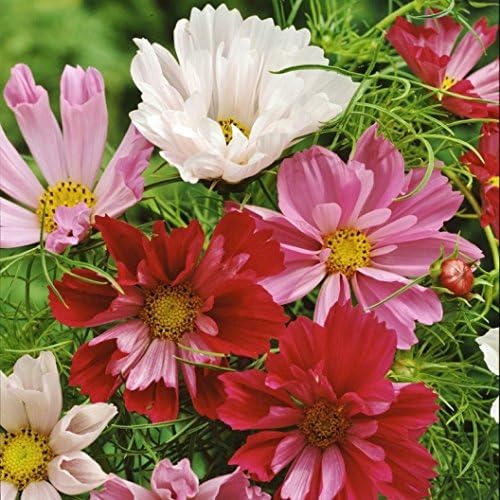 Non GMO Bulk Cosmos Seeds - Seashells. Cosmos bipinnatus (10 lbs)