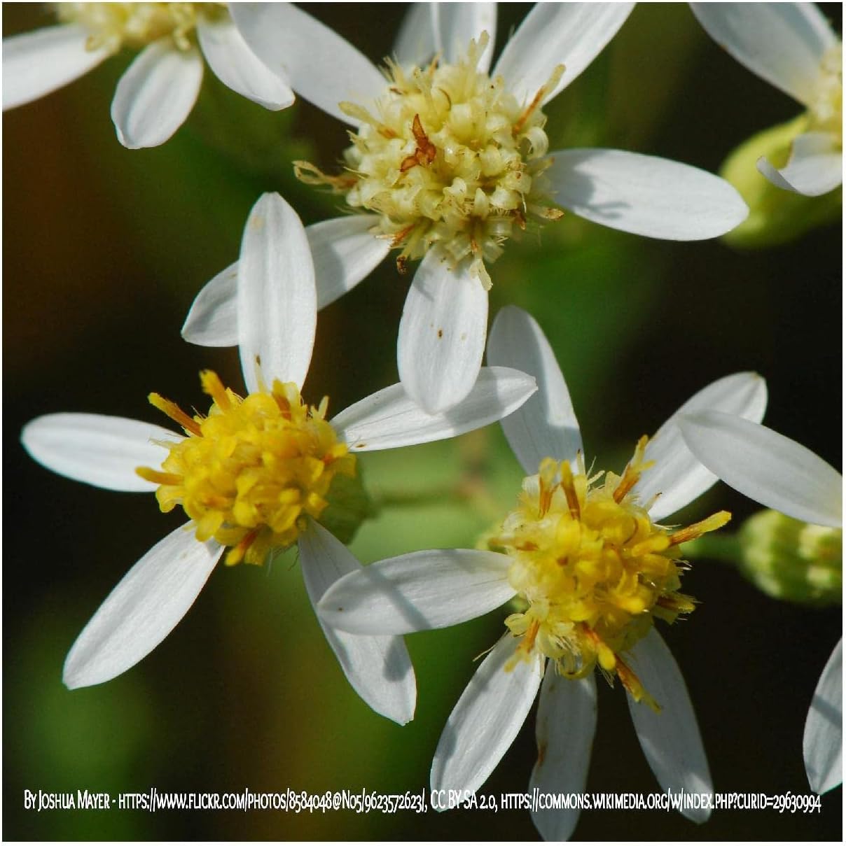 Everwilde Farms - 1 Oz Flat-Topped Aster Native Wildflower Seeds - Gold Vault