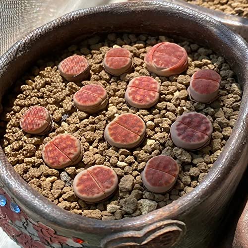 3Pcs Red Mesh Mini Size Lithops Rare Lithops Meyeri Small Succulent Plants Live Cute Exotic Desk Succulent Plants For Office Mini Potted Unique Gift. #TOP7