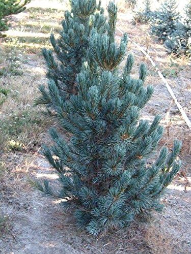 Blue Dwarf Swiss Stone Pine - Pinus cembra - 3 - Year Plant