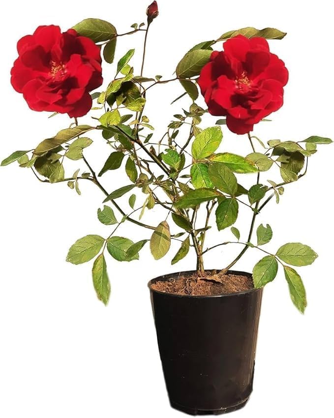 Image of Live Climbing Red Rose Plant with Plastic Pot | Fragrant Creeping & Trailing Flower for Home & Garden | Ornamental Vining & Rambling Rose Plant