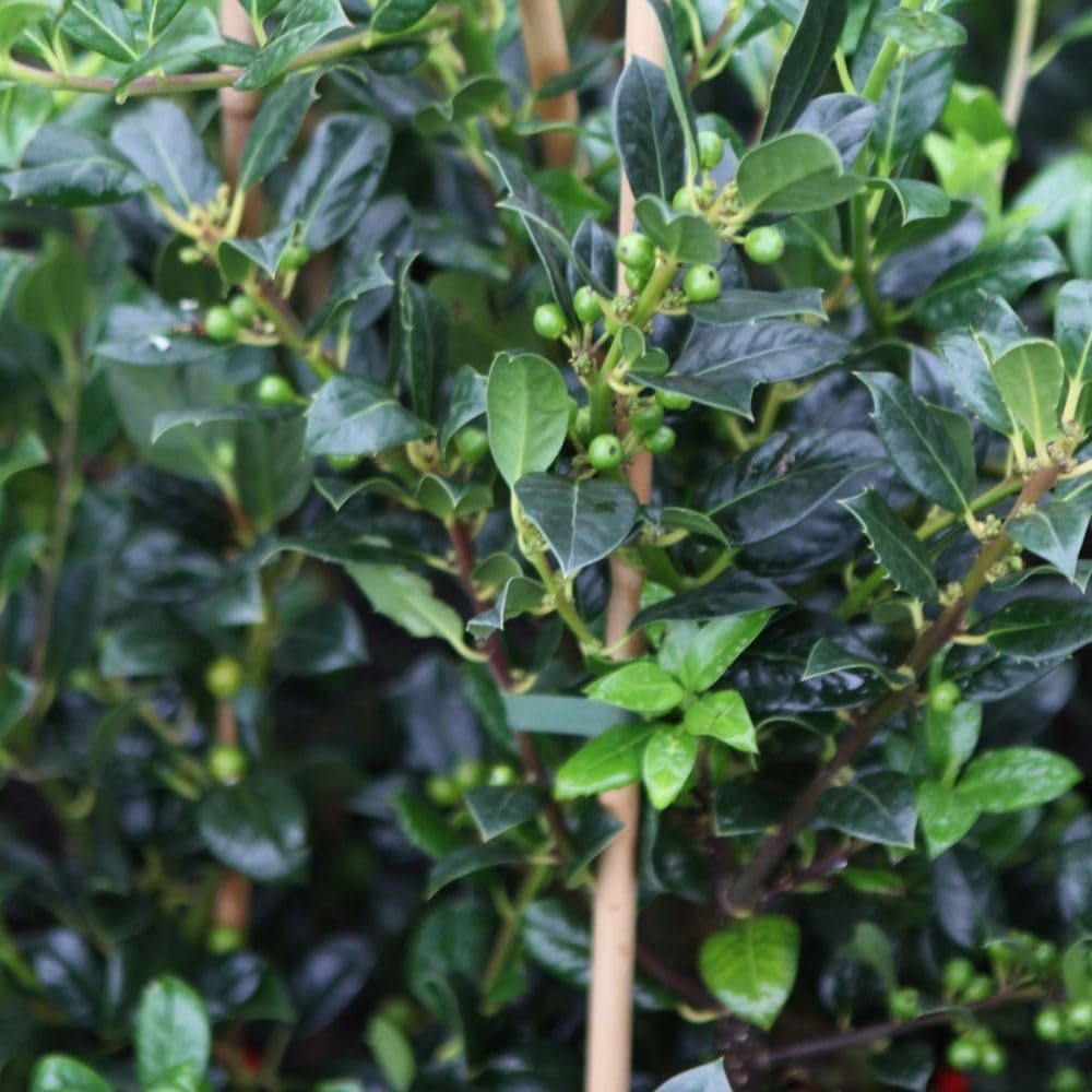 Ilex aquifolium 'J.C. Van Tol' Self-Fertile Evergreen Holly Tree with Glossy Leaves and Red Berries Wildlife Friendly 1x or 3X 9cm Pots by Thompson and Morgan