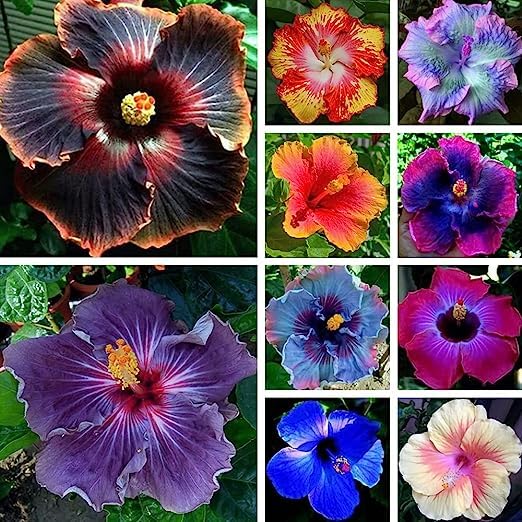 35+ Seeds All Seasons Mixed Hibiscus Flower Seeds Perennial Heirloom