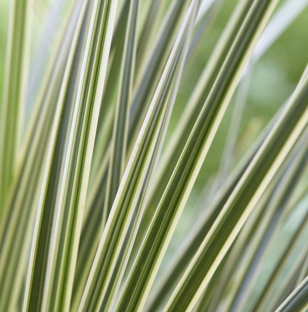 Lomandra White Sands Hardy Evergreen Perennial 9cm Pot x 1 by Thompson & Morgan (1)