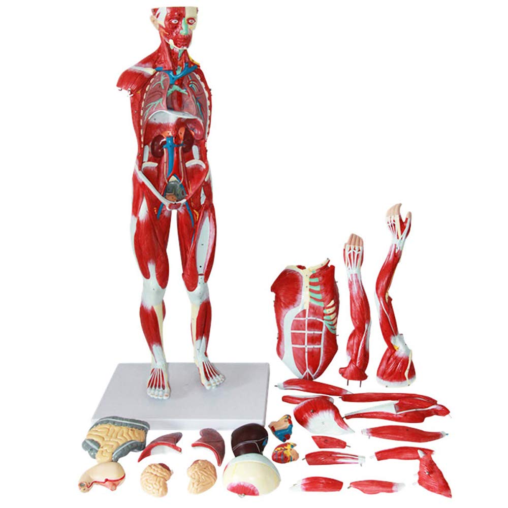 Model Mięśni Człowieka 78 Cm / 30,7 Cala - Modele Naukowe Anatomii Człowieka - Wyjmowany Model Mięśni Człowieka Z Narządami Wewnętrznymi - Model Edukacyjny Do Nauki I Ekspozycji