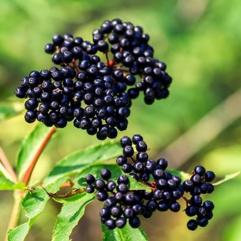 2 Elderberry Plants Live 6 to 12 Inches Height, Sweet Elderberry Bushes Live Plants, Black American Elderberry Fruits Trees