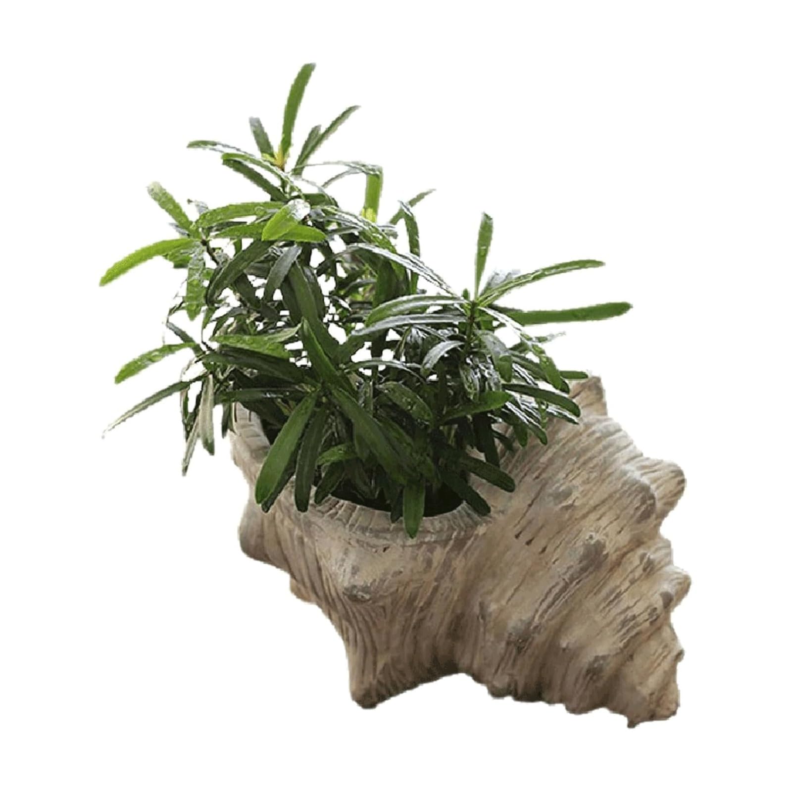 BKEKM Planters Large Creative Shells Ceramic Flower Pot Simple and Modern Planter with Drainage Hole Snail Shell Shape Plant Pots