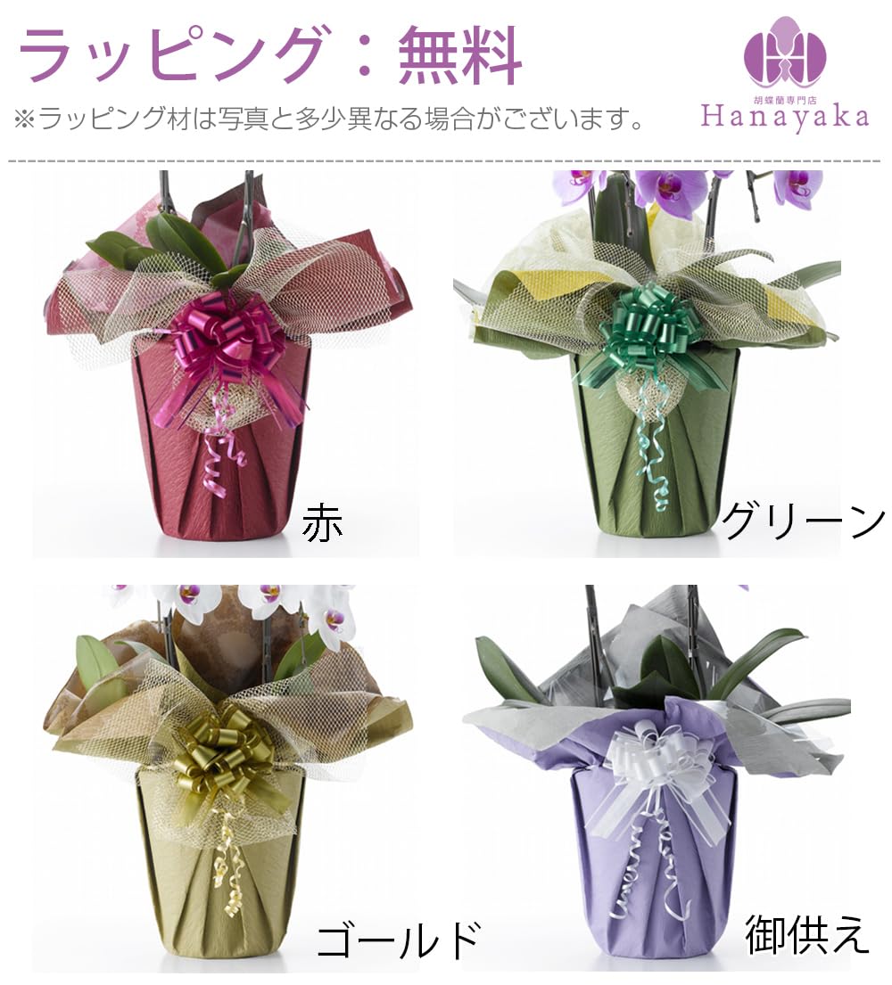 Amazon.co.jp: 【胡蝶蘭専門店はなやか】カラー胡蝶蘭 ブルー 大輪 3本