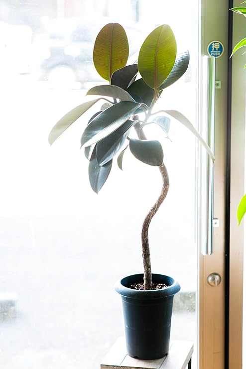 Amazon お祝い ギフト 観葉植物 フィカス バーガンディー 曲がり ラッピングしてお届け 鉢花 鉢植え フラワーギフト インテリアグリーン インドアグリーン 早い者勝ち いろいろな観葉植物の種類が選べます 店長こだわり逸品 開店祝い 新築祝い 誕生日祝い Primeお