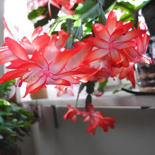 Miniatura 7 de Zygocactus Plant - Cactus vivo rojo en maceta de 4 pulgadas para plantas suculentas