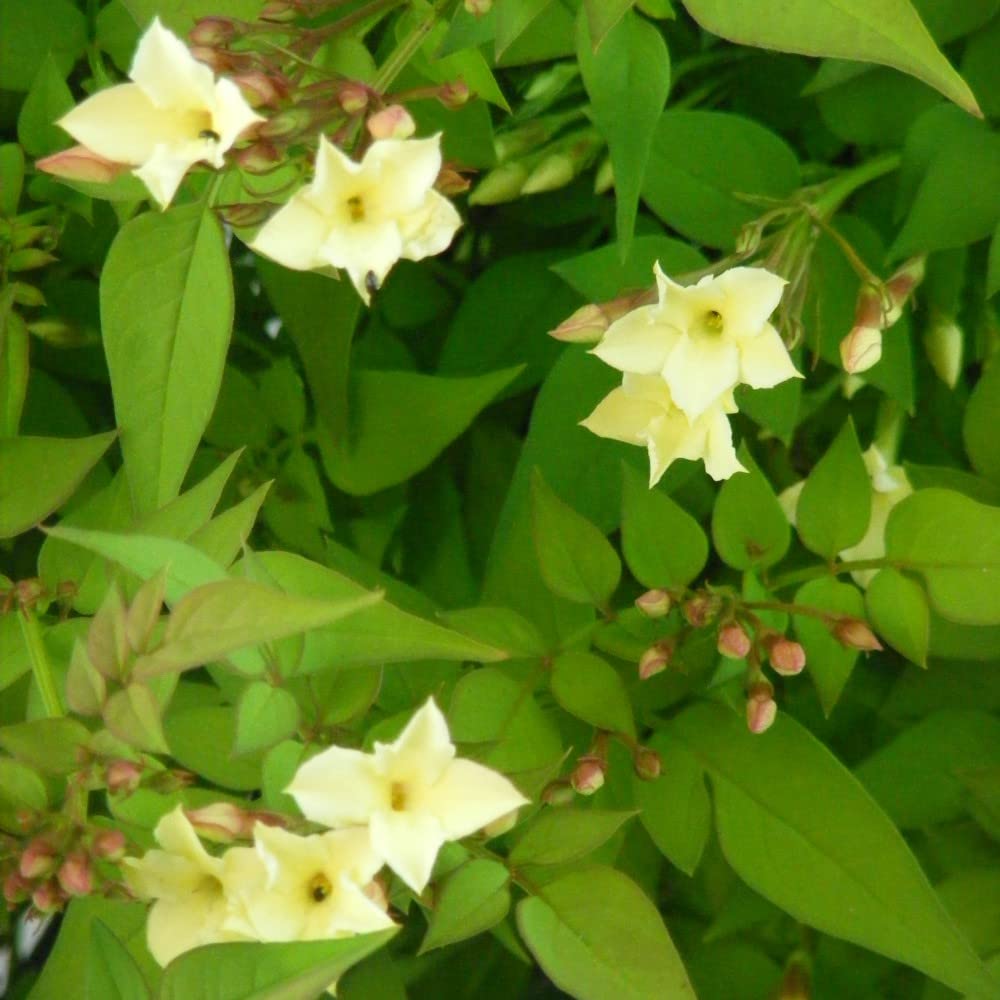 Buy Jasmine Jasminum officinale 'Clotted Cream' 'Devon Cream' Deciduous Hardy Shrub Fragrant