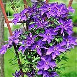 Purple Clematis Live Plant in 2.5' Pot, Flowering Climbing Clematis Vine Starter for Outdoor Garden and Trellis, Well Rooted