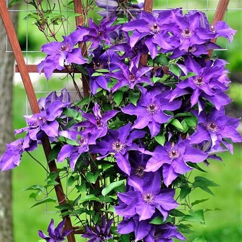 Purple Clematis Live Plant in 2.5" Pot, Flowering Climbing Clematis