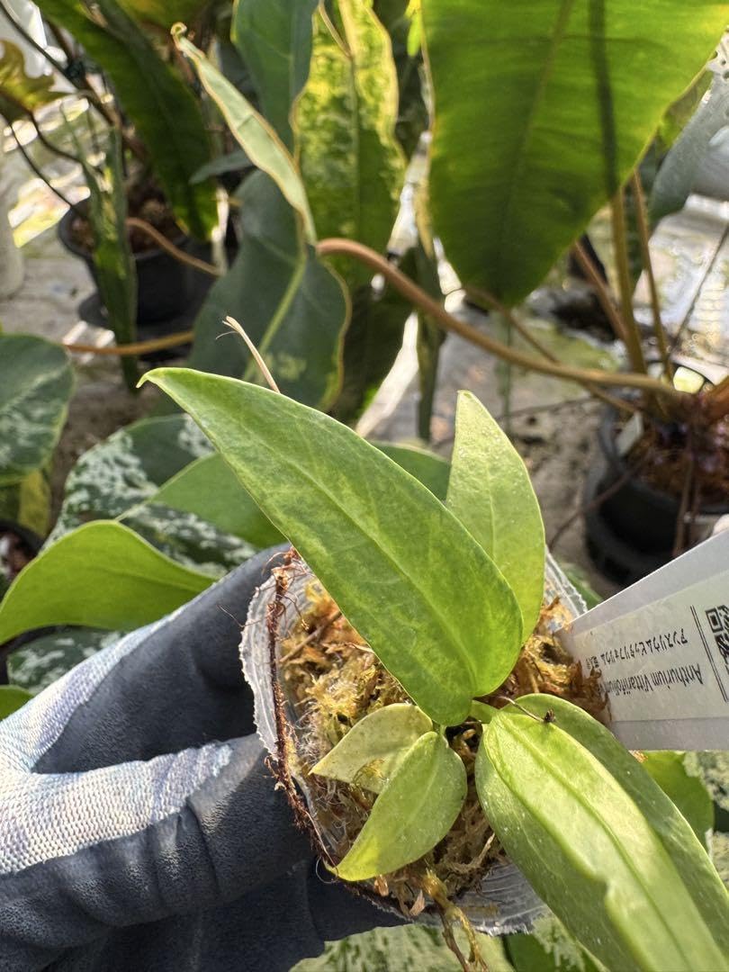 Amazon.co.jp: 10 アンスリウム ビッタリフォリウム 斑入り 2寸