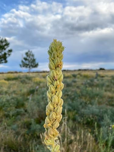 Miniatura 3 de Té de hoja de gordolobo apoyo respiratorio, limpieza pulmonar y desintoxicación mezcla de hierbas (4 onzas, paquete de 1) - Fabricado en Estados