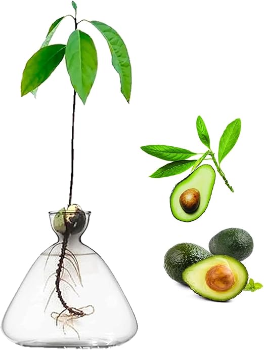 Glass Avocado Tree Flower Vases, Avocado Seed Starter Planter Vase