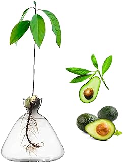 YWNYT Avocado Seed Starter Vase, Avocado Seed Sprout Starter Avocado Vase Pot for Growing Planter, Avocado Tree Growing Kit Glass Vases Seed Plant Vase Gift for Gardening Lover