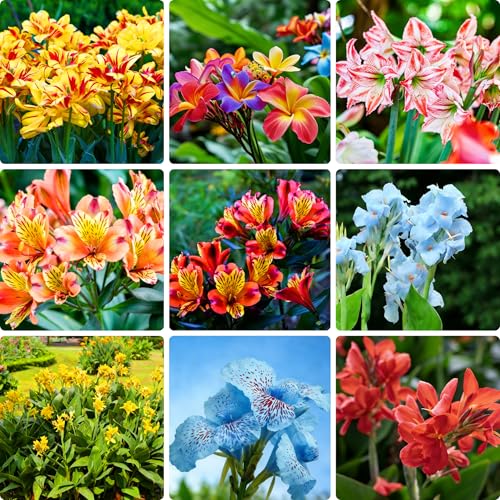 Mixrug Canna Lily Seeds for Planting, 10pcs Perennial Canna Flower