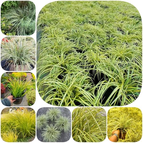 Semi di Carex oshimensis - vecchie varietà prodotti sostenibili semi di ornamentale balcone con aiuola resistenti verdi 300pcs