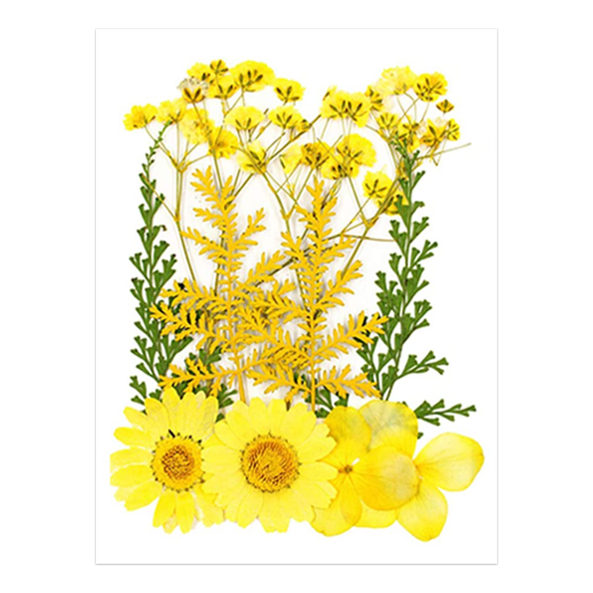 YellowCult Natural Real Dried & Pressed Flowers for Art Craft - Mixed, Multicolor for Soap, Candle, Scrapbooking, DIY, Resin Jewelry, Pendant - [Assorted Yellow 13 x 9 cm]-image-31