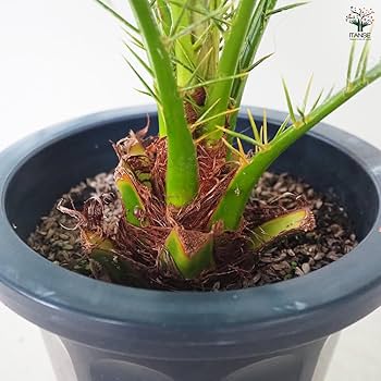 Amazon｜ITANSE ヤシ フェニックス・ロベレニー 6号 1個