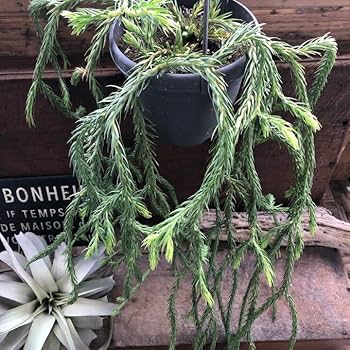 Huperzia carioata 'Blue klay' フペルジア Huperzia carinatum Blue Klay, 24,90 €