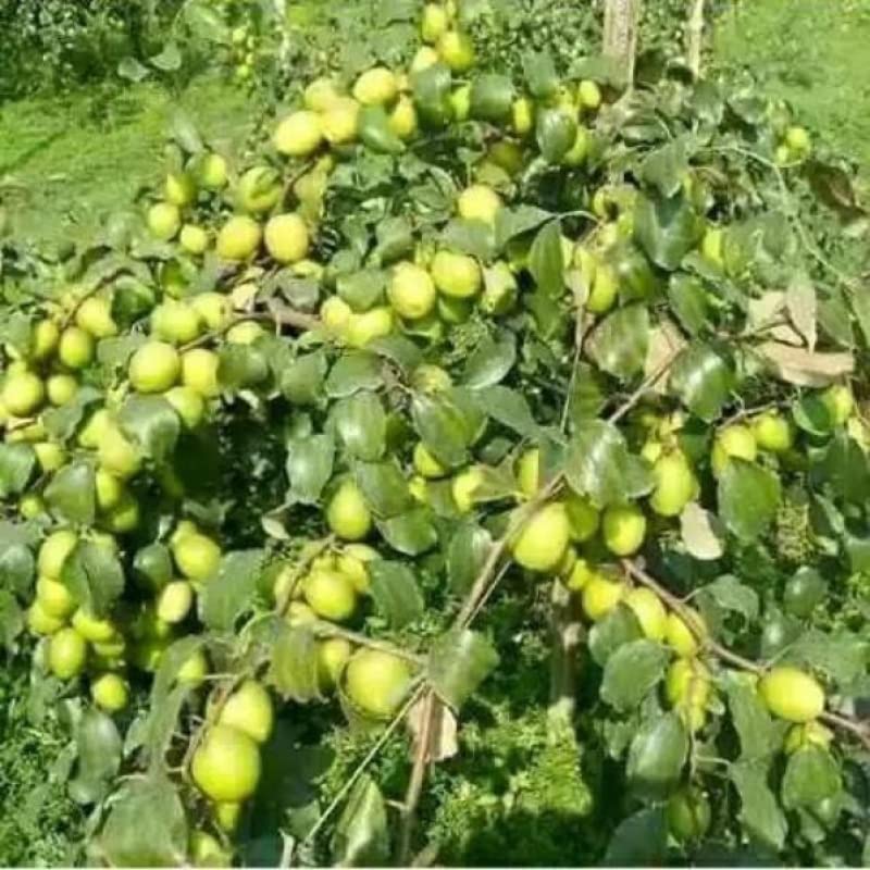 See full amazon price history chart for AZIZ GAZI NURSERY - Green Apple Ber Thailand Variety Fruit Known as The Indian Jujube Grafted Plant with Grow Bag | healthy Live Plant | Green Apple Ber Live Plant for Home Garden AZIZ GAZI NURSERY - Green Apple Ber Thailand Variety Fruit Known as The Indian Jujube Grafted Plant with Grow Bag | healthy Live Plant | Green Apple Ber Live Plant for Home Garden (B09YLWDS97) Amazon Price History, Amazon Price Tracker
