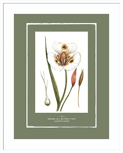 Amanti Art Framed Wall Art Print 41x33 Green Botanics I by PI Studio, Flowers Wall Art, Vintage Decor, X-Large Poster Painting Artwork for Living