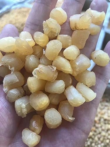 Miniatura 5 de Mariscos de vieira secos, grado alimenticio (52.91oz3bags)