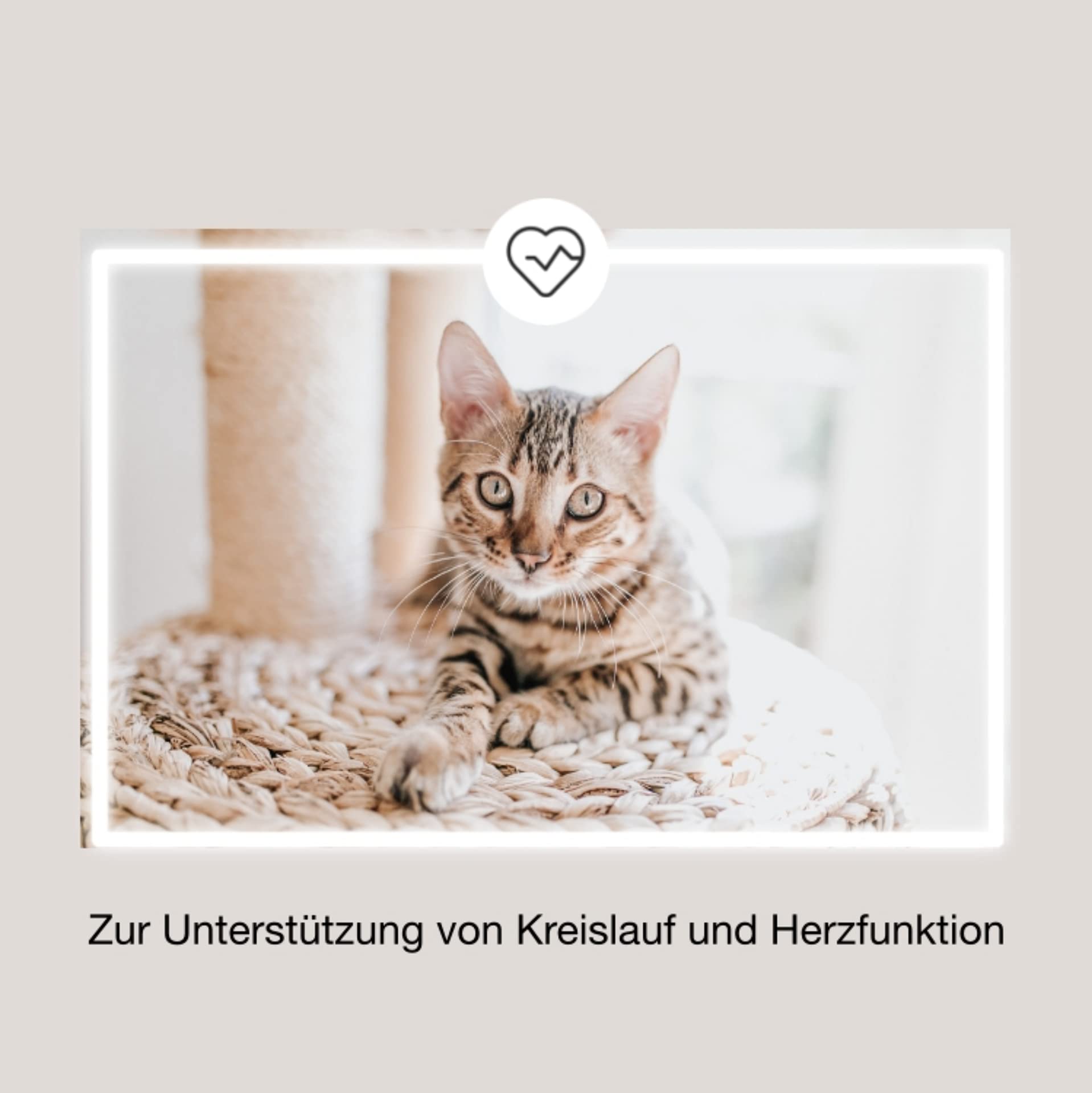 Cardio Herz-Liquid (60 ml) | unterstützt Herz, Blutdruck, Gerinnung und Kreislauf in einem Produkt | speziell für Katzen mit Omega-3 (EPA, DHA), Taurin, Carnitin, Crataegus