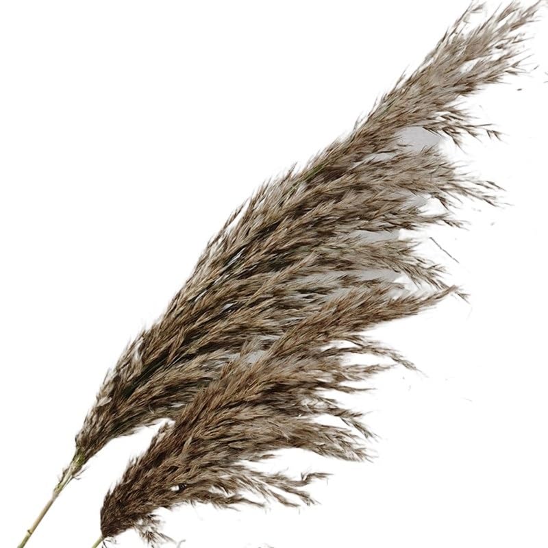 Hierba Pampas Grande 5pcs Flores Secas Decorativas miniatura 1