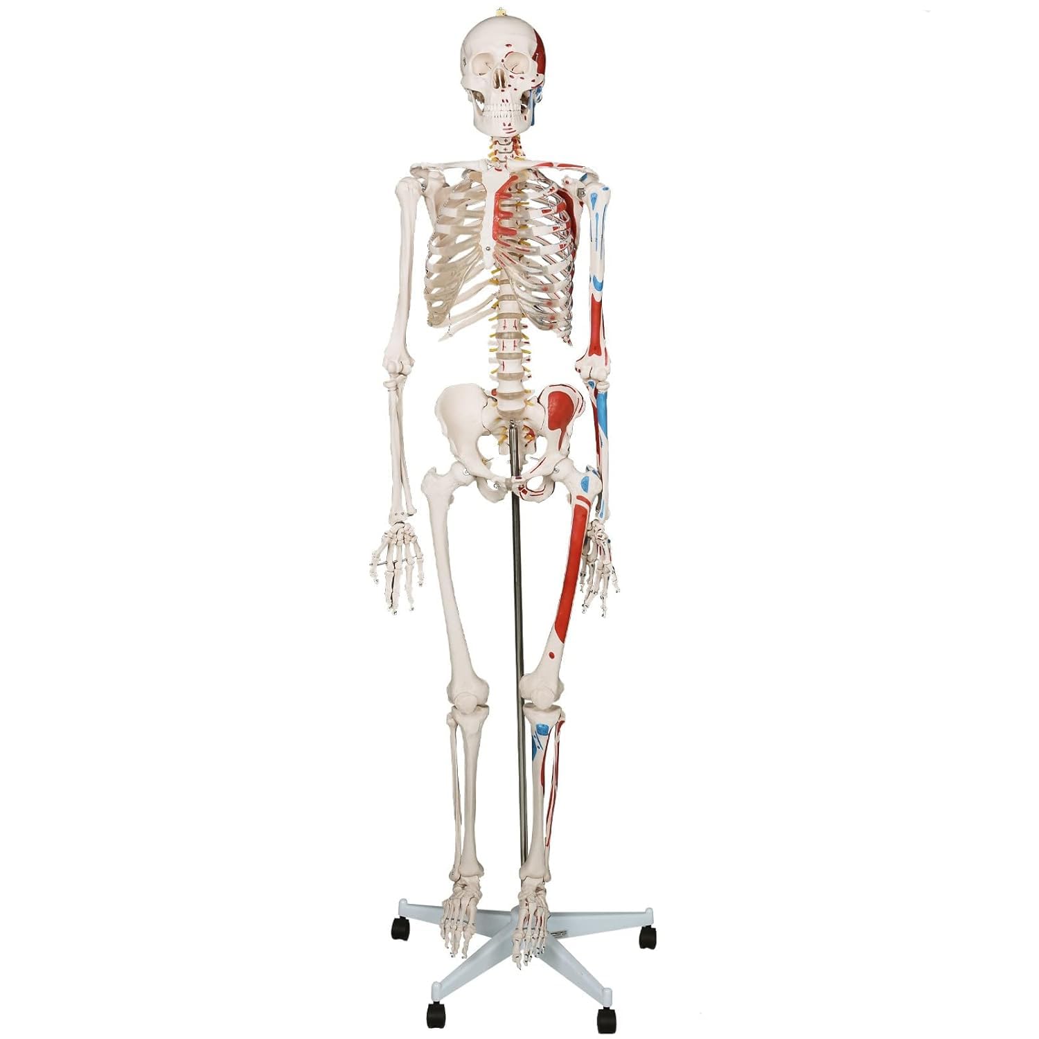 Model szkieletu ludzkiego 180 cm Szkielet anatomiczny naturalnej wielkości ze stojakiem, ruchome, zdejmowane kończyny, szkielet anatomiczny całego ciała