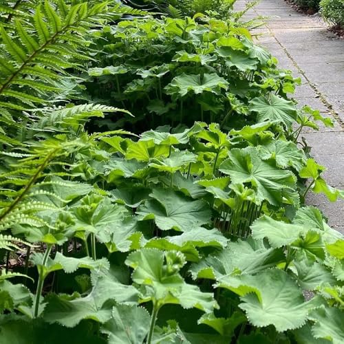 semi di alchemilla biologici, selvatici perenni resistenti, alchemilla vulgaris, giardino tappezzanti, balcone da giardino 75pcs