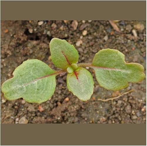 Miniatura 3 de Everwilde Farms - Semillas de flores silvestres nativas Clarkia de 14 libras - Gold Vault