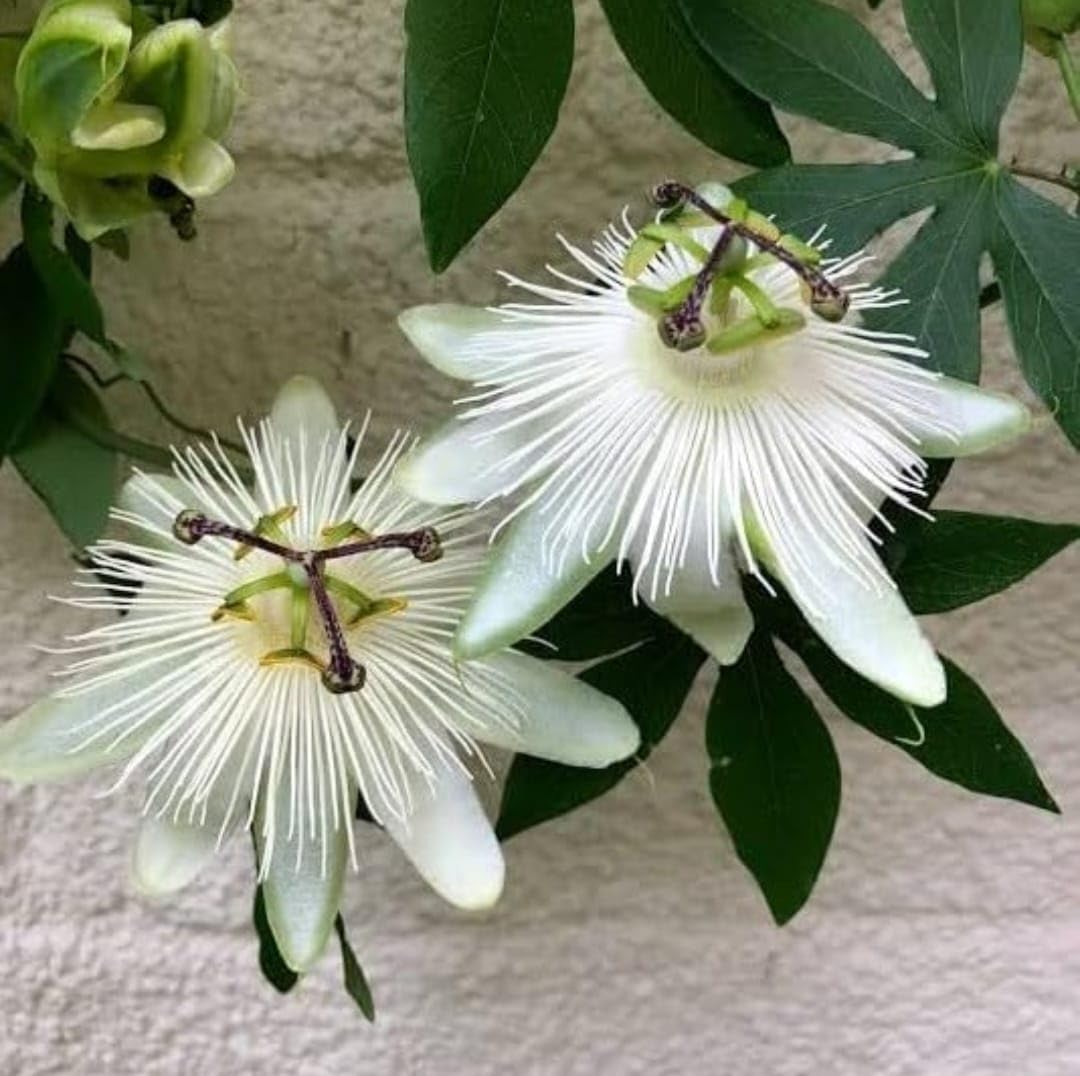 ISHAN PLANT HUB''White Passion flower/Krishna Kamal Flower Healthy Plant Pack of 1-image-8