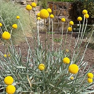 Drumstick Flower (Craspedia Globosa) 150 Seeds