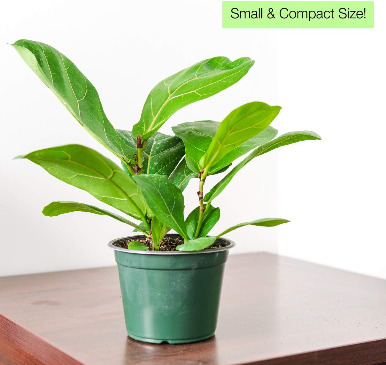 PERFECT PLANTS Fiddle Leaf Fig | Ficus Lyrata Perfect for Medium to Bright Sunlight, 6 in. Grower's Pot, Natural Air Purifier